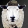 SheepFreak
