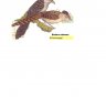 schreivogel