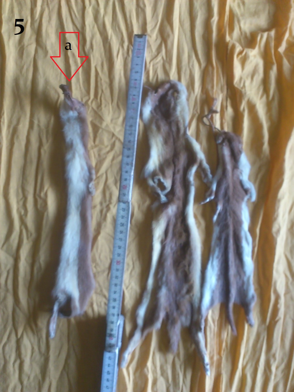 Bündel 5
"a" ist nicht aufgeschnitten